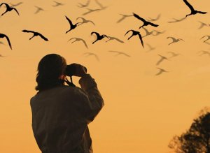 Birdwatching-1150x836.jpg