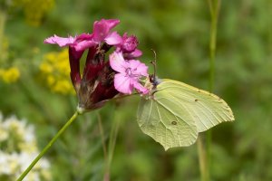 Cambridge Botanic Gardens-11.jpg