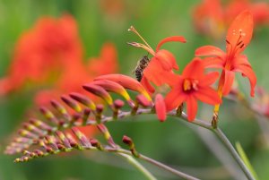 Cambridge Botanic Gardens-4.jpg