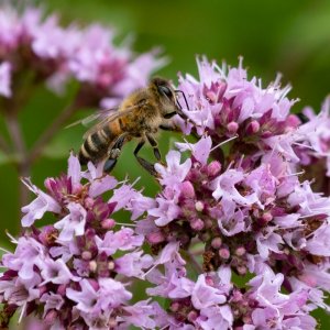Cambridge Botanic Gardens-6.jpg
