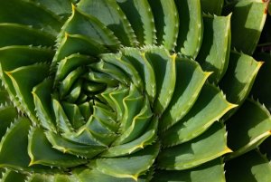 Cambridge Botanic Gardens-31.jpg