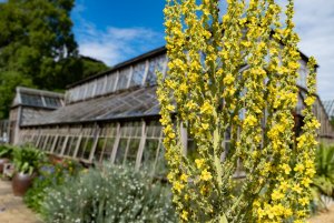 Cambridge Botanic Gardens-24.jpg