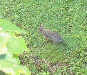 bunny 06-26-17.jpg