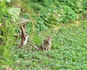 bunny 6-1-18a.jpg