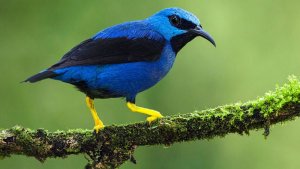 ss-bird_honeycreeper.jpg