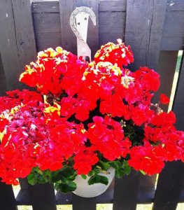 geraniums2.jpg