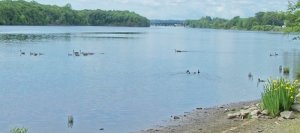 geese river2.jpg