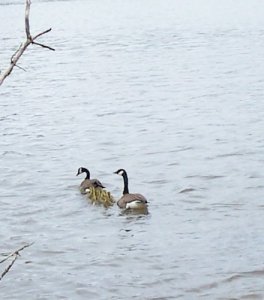 goose family2.jpg