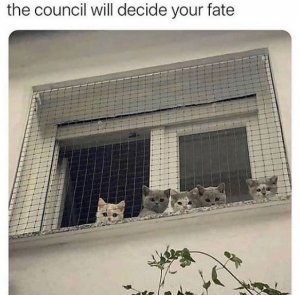 cat-council-will-decide-fate.jpeg