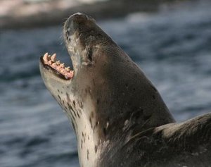 leopard_seal2.jpg