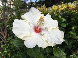 IMG_0768.JPG