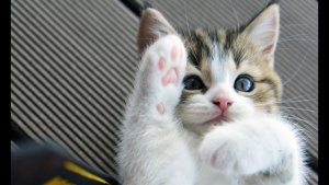 kitten_cute.jpg