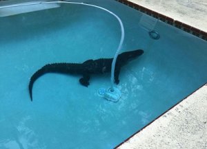 gator.jpg