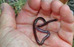 snake.jpg