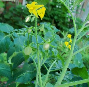 tomatoes3.jpg tomatoes3.jpg