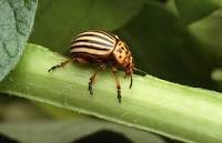 Potato beetle.jpg Potato beetle.jpg