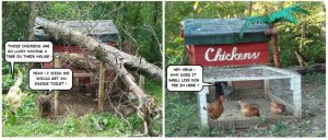 chicken coop damage & after.jpg