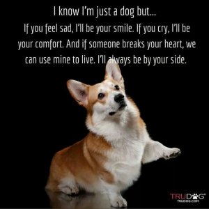 _Just a dog_.jpeg