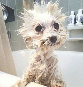 Wet @.jpg