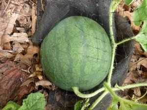 lg. melon (1).JPG