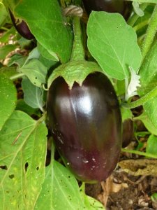 egg plant (1).JPG