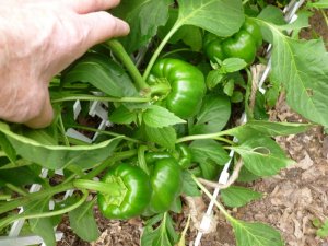 peppers.JPG