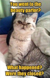 funny-animal-pictures-12.jpg