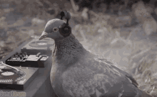dove1.gif