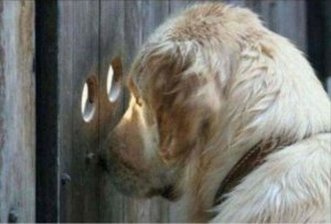 Nosy @.jpg