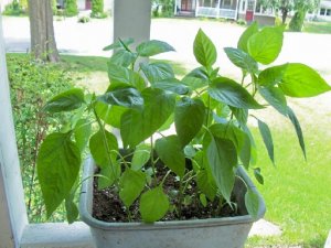 peppers2.jpg peppers2.jpg