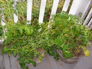 tomatoes4.jpg tomatoes4.jpg