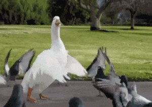 goose.gif