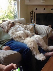 funny-large-dogs-goldendoodles-3-5c51c3df84cce__700.jpg