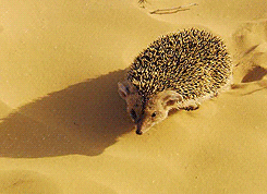 hedgehog.gif