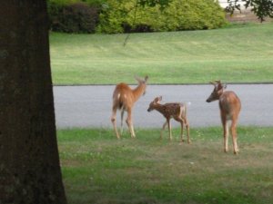 deer family1.JPG