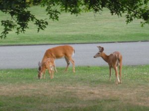 deer family 2.JPG