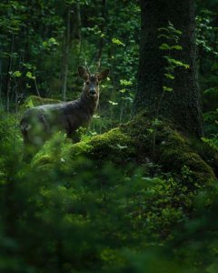 tumblr_6213dd891b135764ca8af909aaec16cd_4ef8ffd8_500.jpg