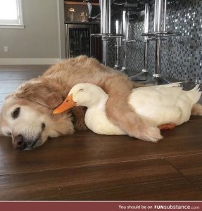 dog and duck.jpg