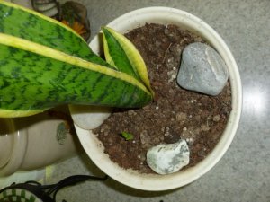snake plant.JPG