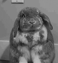 Rabbit.gif