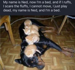 ned.jpg