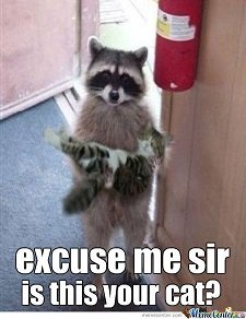 polite-raccoon_o_1165290.jpg
