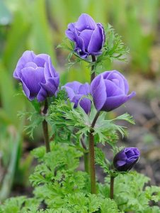 purple flower stuff.jpg