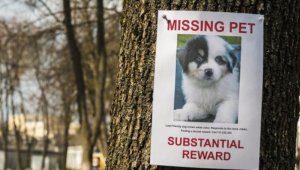 Pet-Dog-iStock.jpg