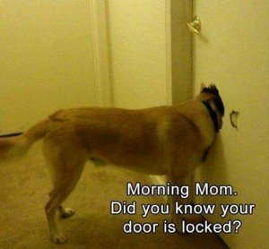 FB_IMG_15962601725576645.jpg