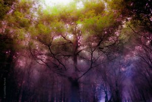 purple stuff 08.jpg