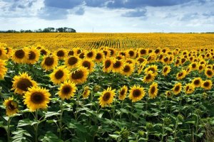 woodbury farm sun.jpg