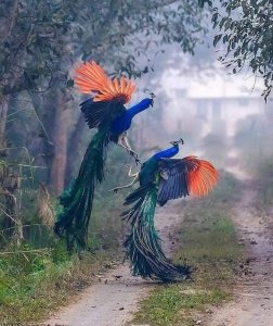birds2.jpg