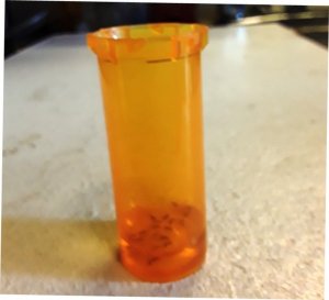 fruitflies2.jpg fruitflies2.jpg