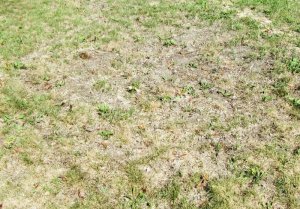 lawn.jpg